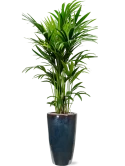Kentia (Howea) forsteriana in Plain Grond (Vulkastrat)