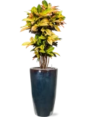 Croton (Codiaeum) variegatum 'Mrs. Iceton' in Plain Grond (Vulkastrat)