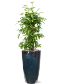 Dracaena surculosa in Plain Grond (Vulkastrat)
