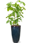Schefflera actinophylla 'Amate' in Plain Hydrocultuur