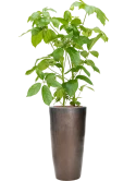Schefflera actinophylla 'Amate' in Plain Hydrocultuur