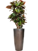 Croton (Codiaeum) variegatum 'Petra' in Plain Grond (Vulkastrat)