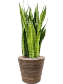 Sansevieria zeylanica in Drypot Rattan Stripe Grond (Vulkastrat)