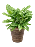 Aglaonema 'Stripes' in Drypot Rattan Stripe Hydrocultuur