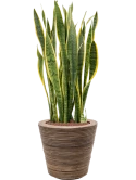 Sansevieria trifasciata 'Laurentii' in Drypot Rattan Stripe Hydrocultuur