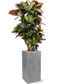 Croton (Codiaeum) variegatum 'Petra' in Fiberstone Grond (Vulkastrat) Grond (Vulkastrat)