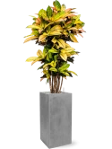 Croton (Codiaeum) variegatum 'Mrs. Iceton' in Fiberstone Grond (Vulkastrat) Grond (Vulkastrat)