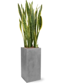 Sansevieria trifasciata 'Laurentii' in Fiberstone Hydrocultuur Hydrocultuur