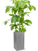 Schefflera actinophylla 'Amate' in Fiberstone Hydrocultuur Hydrocultuur