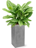 Aglaonema 'Stripes' in Fiberstone Hydrocultuur