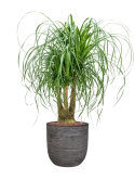 Beaucarnea recurvata in Capi Nature Rib NL Hydrocultuur Hydrocultuur