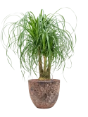 Beaucarnea recurvata in Baq Lava Hydrocultuur
