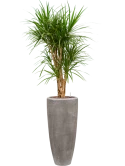 Dracaena marginata in Baq Polystone Plain Hydrocultuur