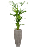 Kentia (Howea) forsteriana in Baq Polystone Plain Hydrocultuur