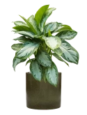 Aglaonema 'Silver Bay' in Cylinder Grond (Vulkastrat) Grond (Vulkastrat)