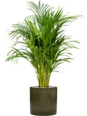 Dypsis (Areca) lutescens in Cylinder Grond (Vulkastrat) Grond (Vulkastrat)