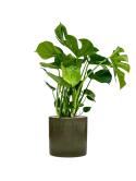 Monstera deliciosa in Cylinder Grond (Vulkastrat)