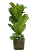 Ficus lyrata in Cylinder Grond (Vulkastrat)