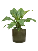 Anthurium ellipticum 'Jungle Bush' in Cylinder Grond (Vulkastrat)