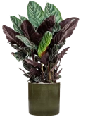 Calathea sanderiana in Cylinder Grond (Vulkastrat) Grond (Vulkastrat)