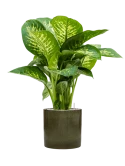Dieffenbachia seguine 'Reeva' in Cylinder Grond (Vulkastrat)