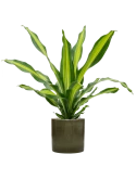Dracaena fragrans 'Burley' in Cylinder Grond (Vulkastrat)