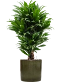 Dracaena fragrans 'Compacta' in Cylinder Grond (Vulkastrat) Grond (Vulkastrat)