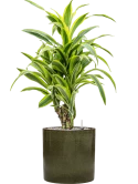 Dracaena fragrans 'Lemon Lime' in Cylinder Grond (Vulkastrat)