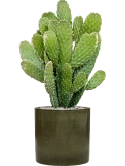 Opuntia consolea in Cylinder Grond (Vulkastrat)