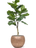 Ficus lyrata in Baq Opus Hammered Zijde verlijmd Zijde verlijmd
