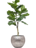 Ficus lyrata in Baq Opus Hammered Zijde verlijmd Zijde verlijmd