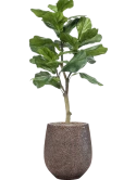 Ficus lyrata in Baq Opus Hit Zijde verlijmd Zijde verlijmd