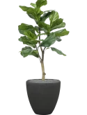 Ficus lyrata in Baq Polystone Plain Zijde verlijmd