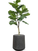 Ficus lyrata in Baq Raindrop Zijde verlijmd