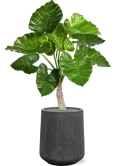 Alocasia calidora in Baq Raindrop Zijde verlijmd