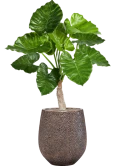 Alocasia calidora in Baq Opus Hit Zijde verlijmd