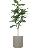 Ficus lyrata in Rough Zijde verlijmd