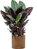 Calathea sanderiana in Cylinder Grond (Vulkastrat)