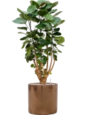 Aralia (Polyscias) 'Fabian' in Cylinder Grond (Vulkastrat)