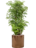 Aralia (Polyscias) 'Ming' in Cylinder Grond (Vulkastrat)