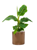 Musa 'Dwarf Cavendish' in Cylinder Grond (Vulkastrat)