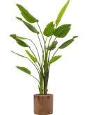 Strelitzia Nicolai in Cylinder Zijde verlijmd met Boomschors