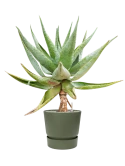 Aloe marlothii in Greenville Grond (Vulkastrat)