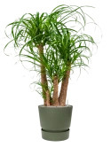 Beaucarnea recurvata in Greenville Grond (Vulkastrat)