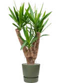 Yucca elephantipes in Greenville Grond (Vulkastrat)