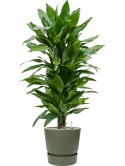 Dracaena fragrans 'Janet Lind' in Greenville Grond (Vulkastrat)