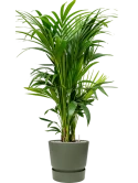 Kentia (Howea) forsteriana in Greenville Grond (Vulkastrat)