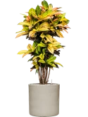 Croton (Codiaeum) variegatum 'Mrs. Iceton' in Cylinder Grond (Vulkastrat)