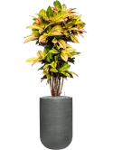 Croton variegatum 'Mrs. Iceton' in Ridged Horizontally Grond (Vulkastrat) Grond (Vulkastrat)