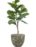 Ficus lyrata in Baq Lava Zijde verlijmd